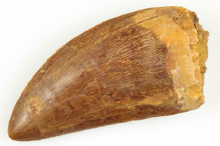 Serrated, Carcharodontosaurus Tooth - Real Dinosaur Tooth #192889